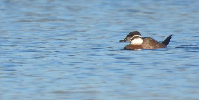 érismature a tete blanche.jpg