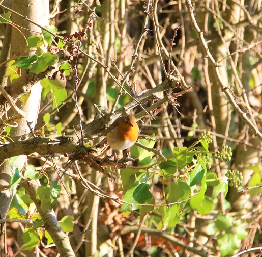 Rouge-gorge bassins Pommeret 29 Décembre 2022.JPG