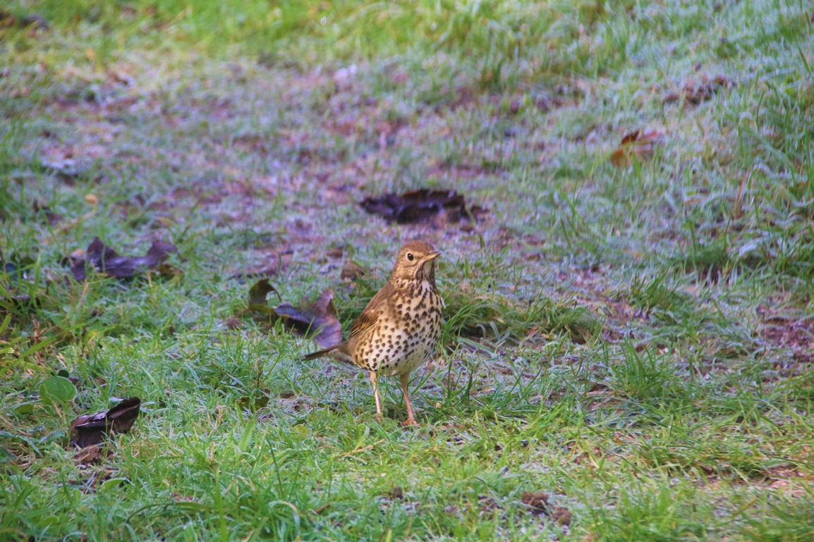Grive musicienne jardin Dimanche 22 Janvier 2022 (1).JPG
