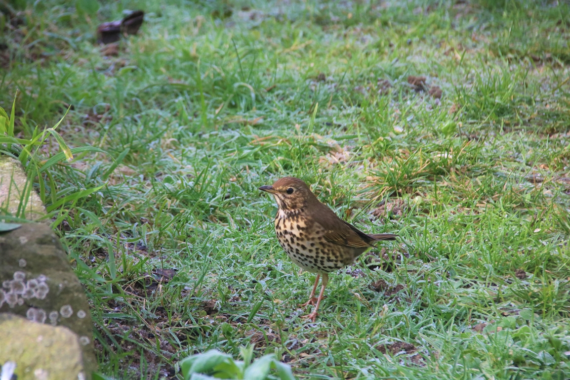 Grive musicienne jardin Dimanche 22 Janvier 2022 (2).JPG