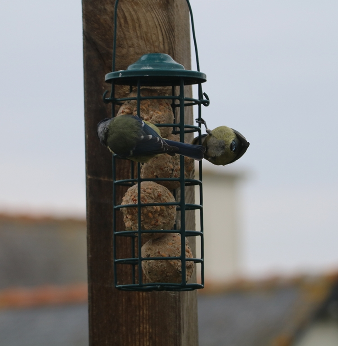 Mésanges bleues Lundi 6 Mars 2023.JPG