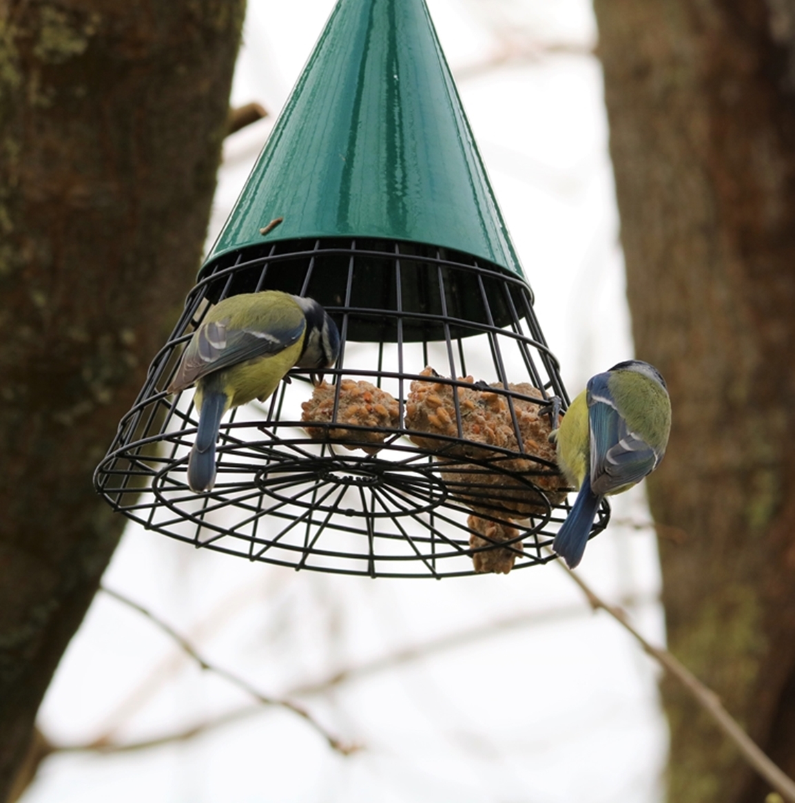 Mésanges bleues Lundi 6 Mars 2023 (2).JPG