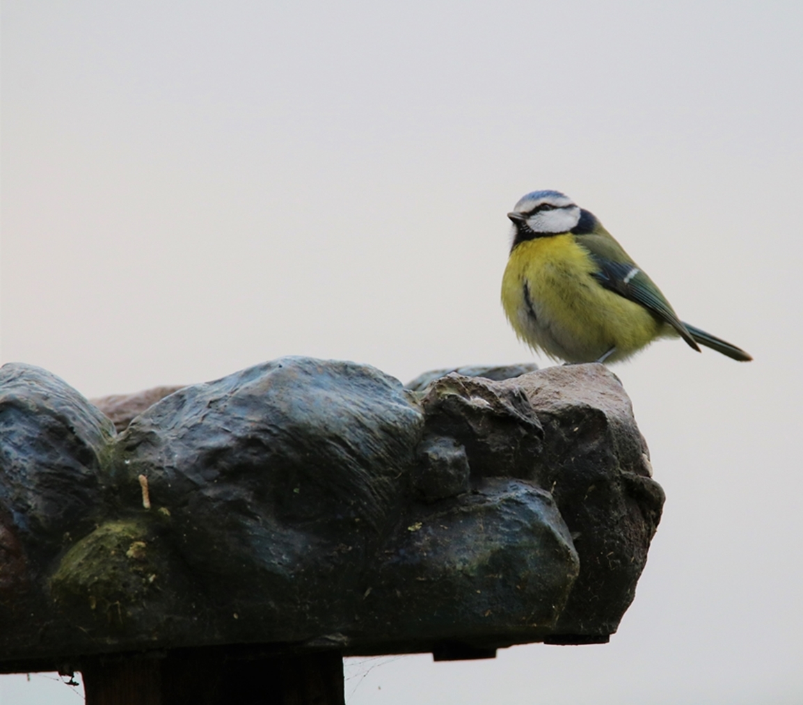 Mésange bleu sur abreuvoir Lundi 6 mars 2023.JPG