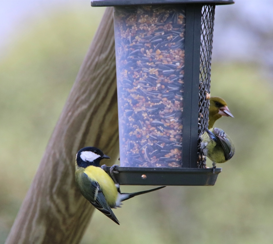 Mésanges et Verdiers sur suspension Lundi 6 mars 2023 (1).JPG