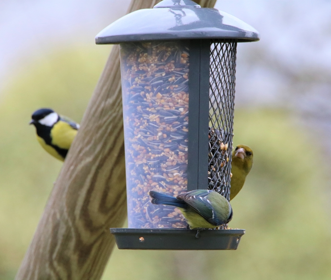 Mésanges et Verdiers sur suspension Lundi 6 mars 2023 (2).JPG