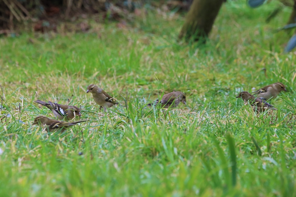 Pinsons des arbres  Lundi 6 mars 2023.JPG