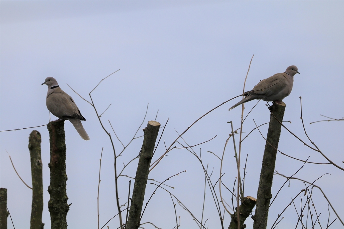 Tourterelles turque Lundi 6 Mars 2023.JPG