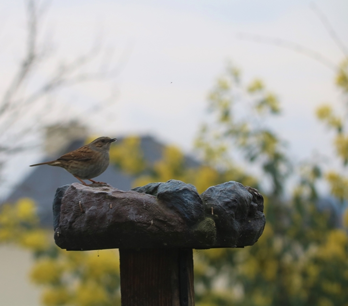 Accenteur-mouchet Lundi 6 Mars 2023.JPG