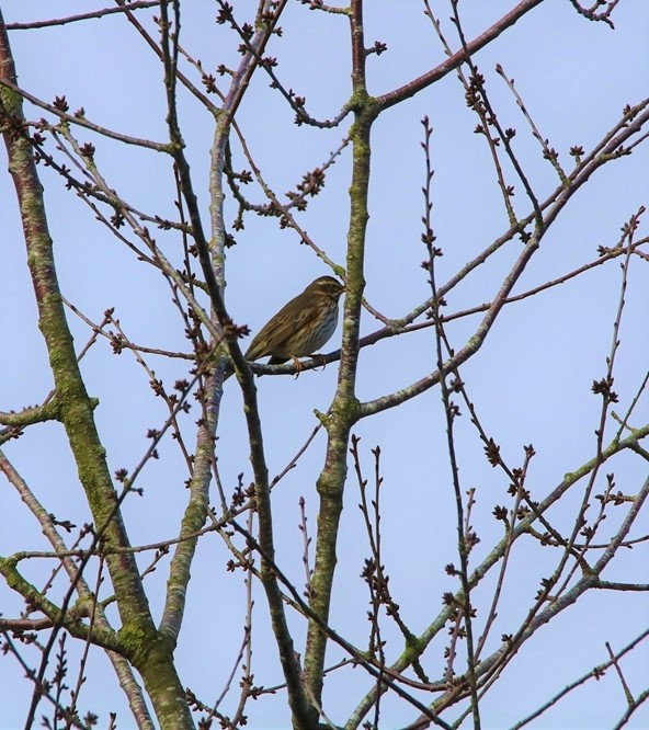 Grive mauvis étang de la Favière Dimanche 19 Mars 2023-crop.JPG