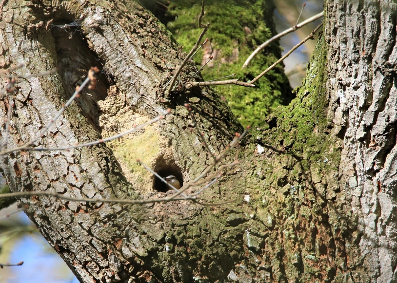 Sitelle torche-pot au nid (1).JPG