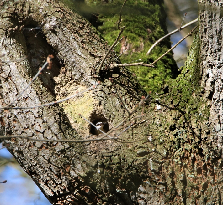 Sitelle torche-pot au nid (2).JPG