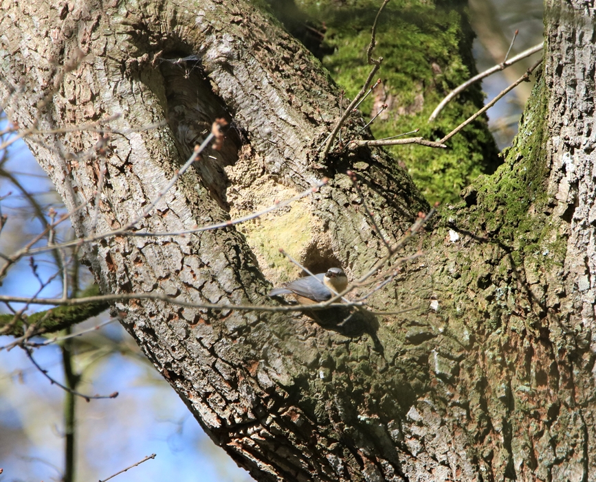 Sitelle torche-pot au nid (4).JPG