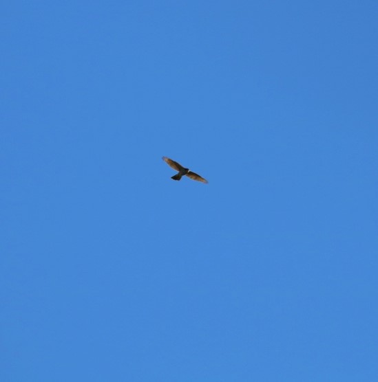 Epervier bois de St-Aaron Dimanche 21 Mars 2023 (2).JPG