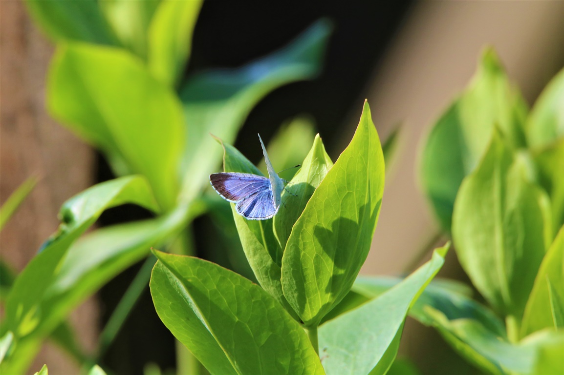 Azuré des Nerpruns femelle (1) - Copie.JPG