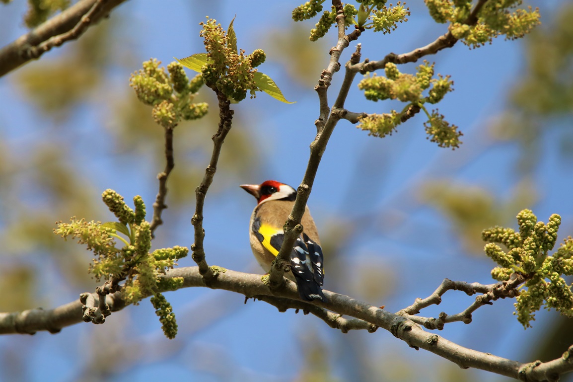Chardonneret élegant Mercredi 19 Avril 2023 - Copie.JPG