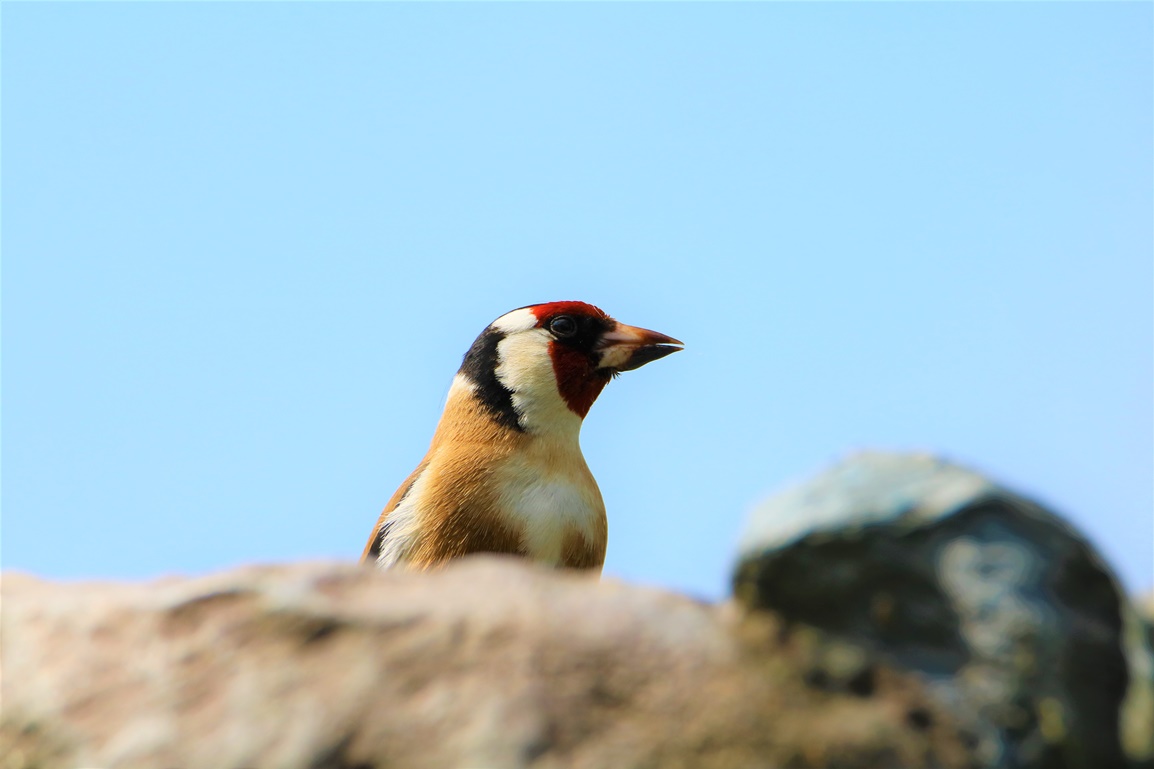 Chardonneret élegant jardin Mercredi 19 Avril 2023 - Copie.JPG