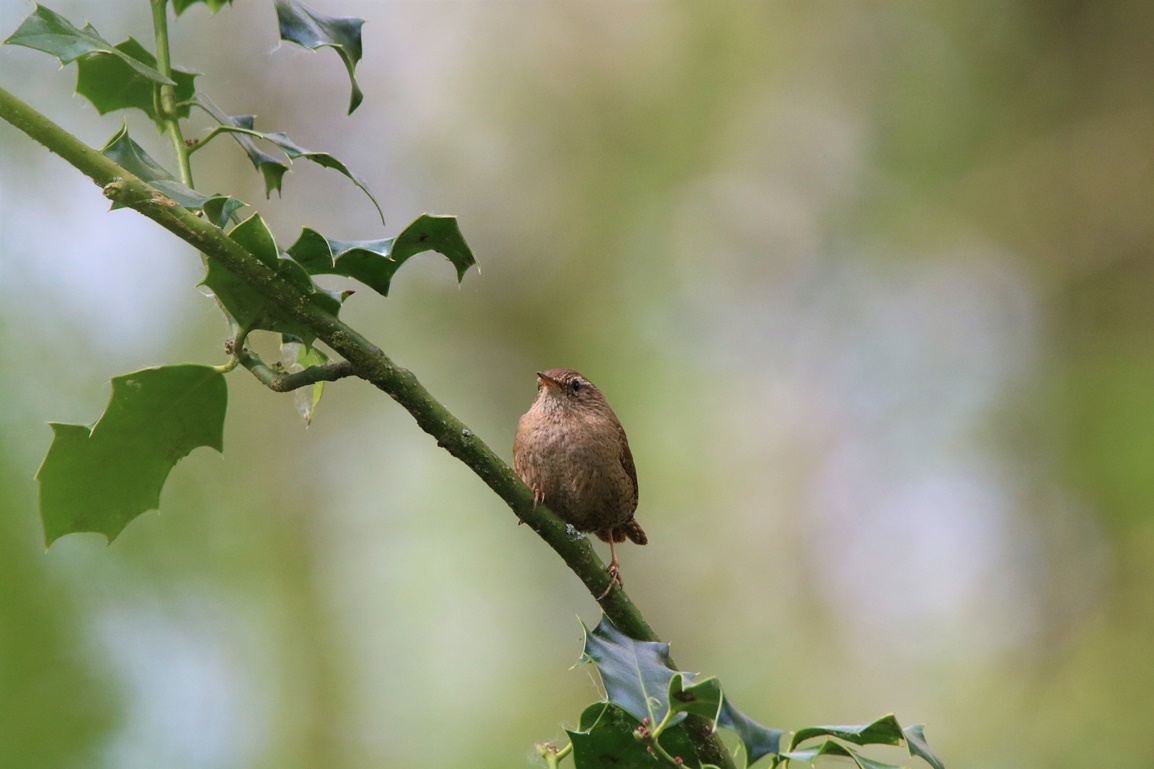 Troglodyte-mignon bois de St-Aaron Vendredi 21 Avril 2023 (1).JPG