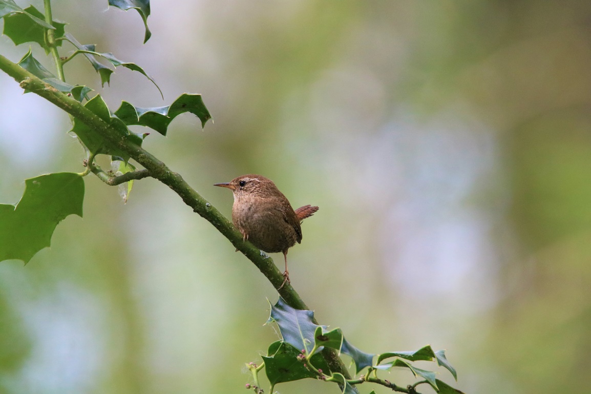 Troglodyte-mignon bois de St-Aaron Vendredi 21 Avril 2023 (2).JPG
