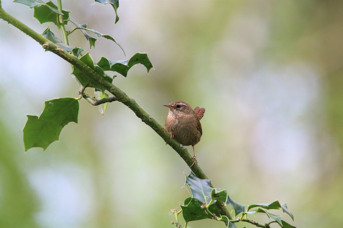 Troglodyte-mignon bois de St-Aaron Vendredi 21 Avril 2023 (3).JPG
