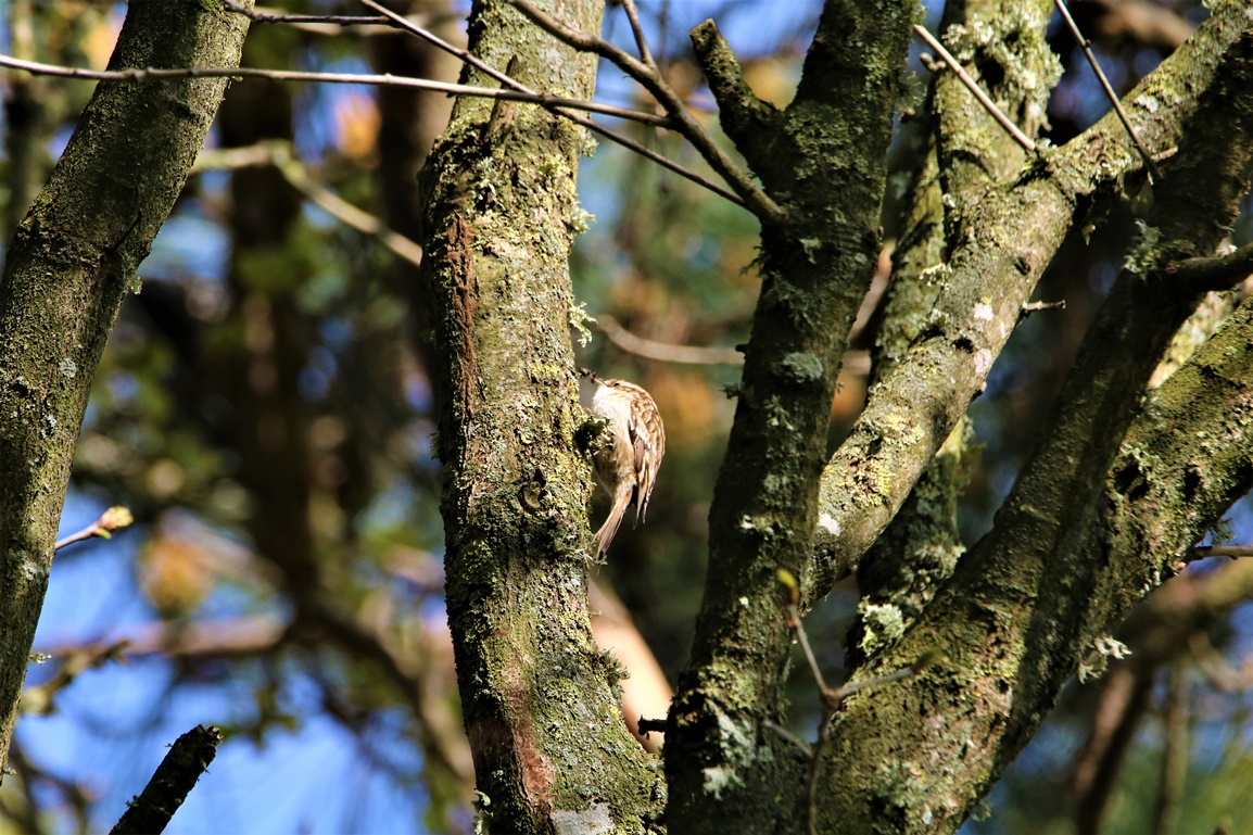 Grimpereau des jardin bois de St-Aaron Vebdredi 21 Avril 2023 (2).JPG