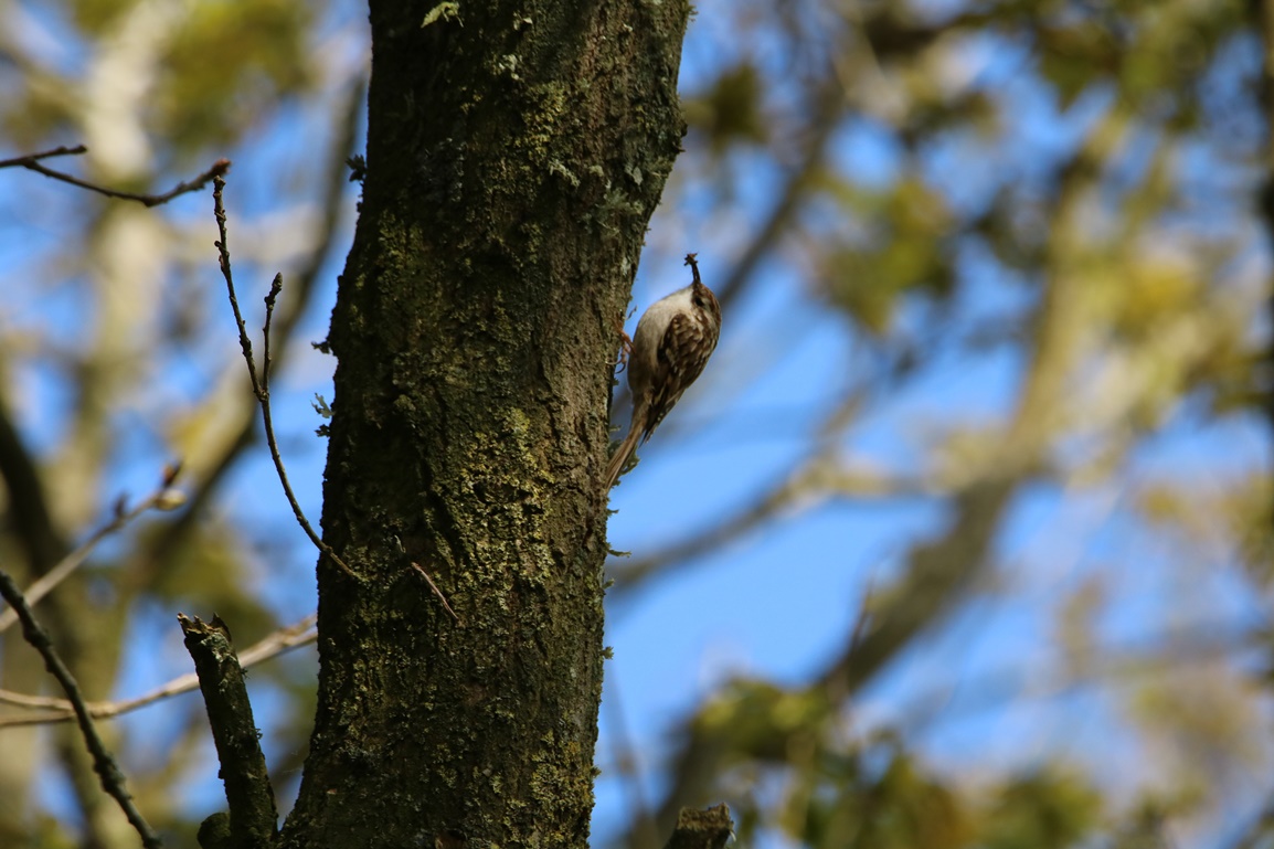 Grimpereau des jardin bois de St-Aaron Vebdredi 21 Avril 2023 (3).JPG