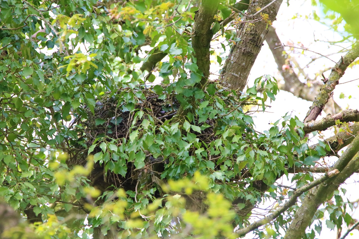 Nid de Buse variable bois de St-Aaron (2).JPG