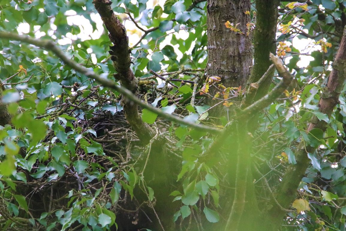 Nid de Buse variable bois de St-Aaron Vendredi 21 Avril 2023.JPG