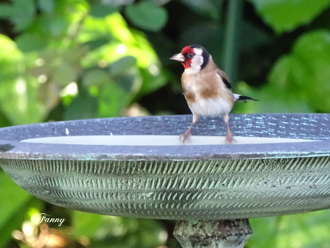 Signé Chardonneret elégant DSC08493.jpg