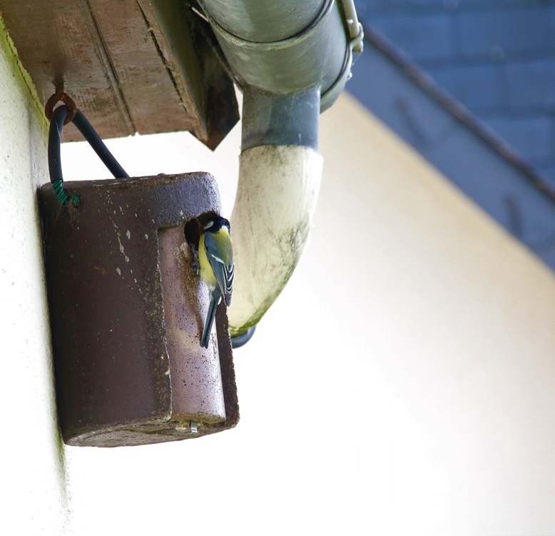 Nourrissage nichée Mésange charbonnière jardin 8 Mai 2023.JPG