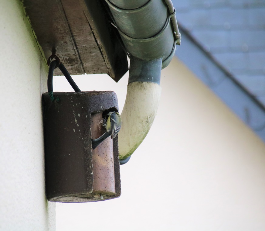 Nourrissage nichée Mésange charbonnière.JPG