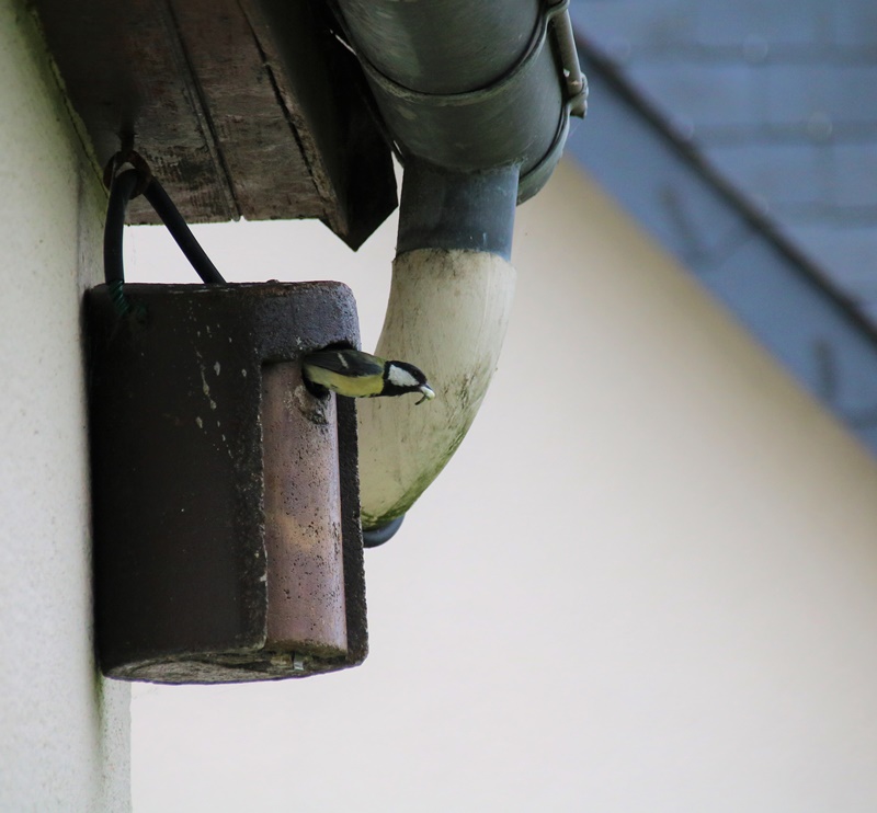 évacuation des sacs fécaux Jardin 8 mai 2023.JPG