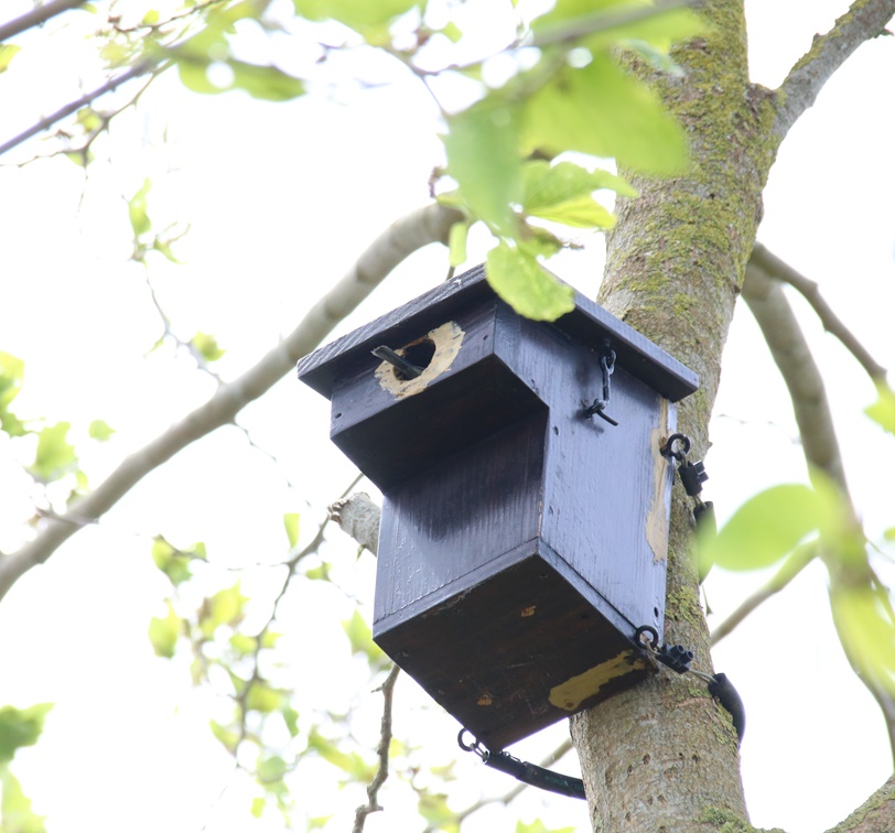Nidification Mésange bleue jardin Mai 2023 (2).JPG