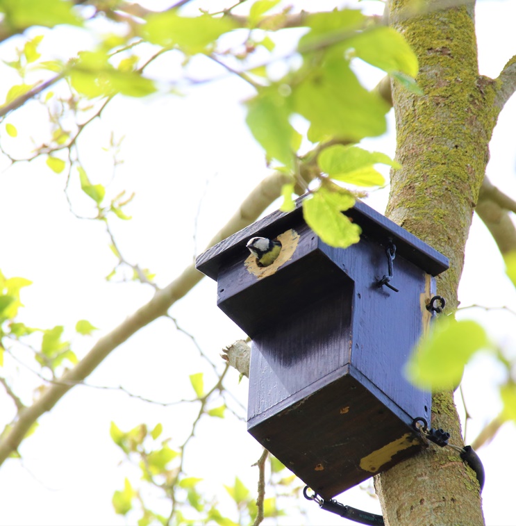 Nidification Mésange bleue jardin Mai 2023 (3).JPG