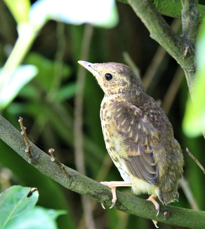 Juvénile  Grive musicienne jardin 5 Mai 2023 (5).JPG