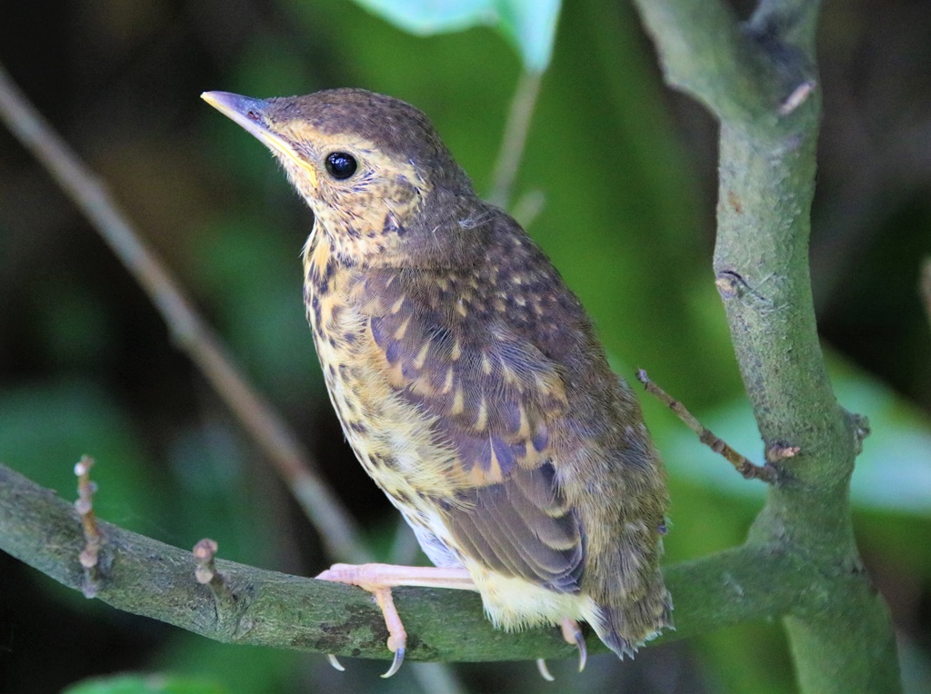 Juvénile  Grive musicienne jardin 5 Mai 2023.JPG