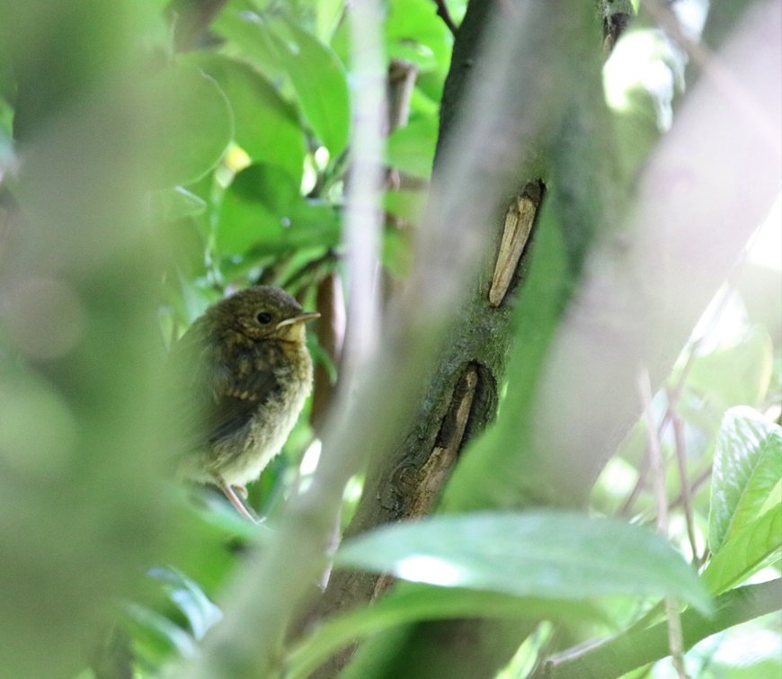 Juvénile Rouge-gorge Mai 2023.JPG