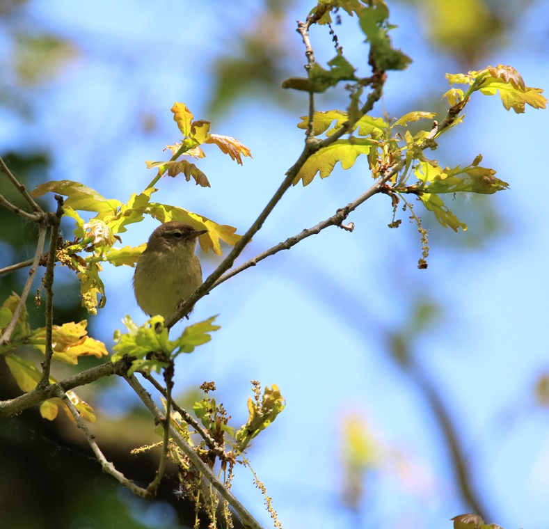 Pouillot véloce  Jardin début Mai 2023.JPG