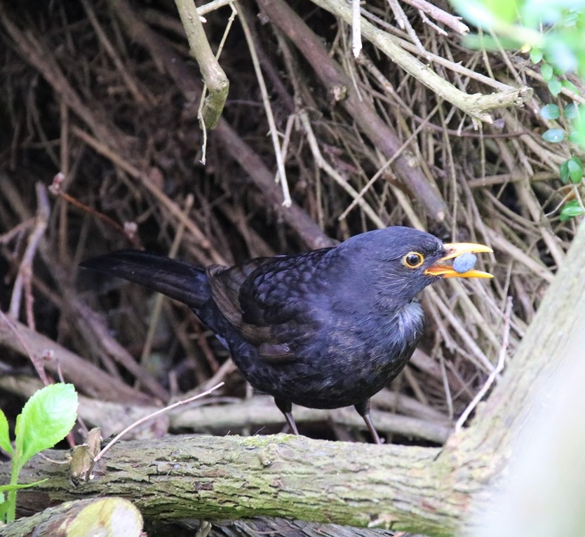 Merle mâle nourrissant jardin Dimanche 21 Mai 2023.JPG