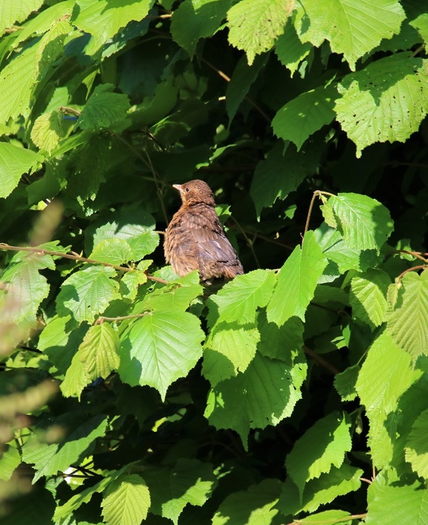 Juvénile de merle jardin Dimanche 21 Mai 2023 (1).JPG