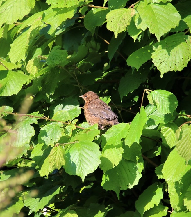 Juvénile de merle jardin Dimanche 21 Mai 2023 (3).JPG