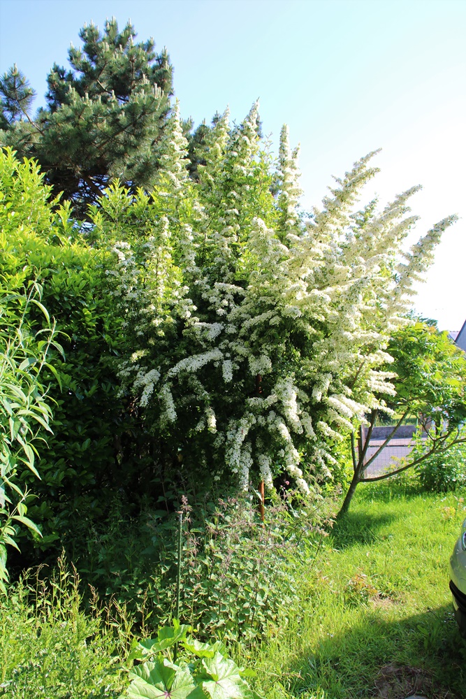 Pyracantha en fleurs 21 Mai 2023 (2).JPG
