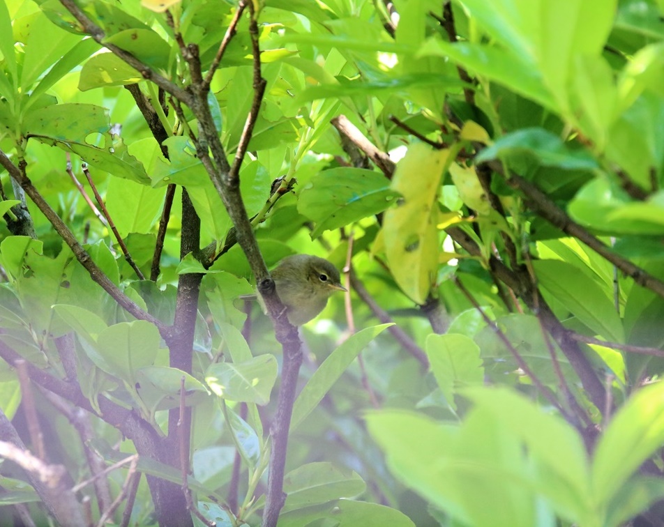 Pouillot véloce jardin 22 Mai 2023 (2).JPG