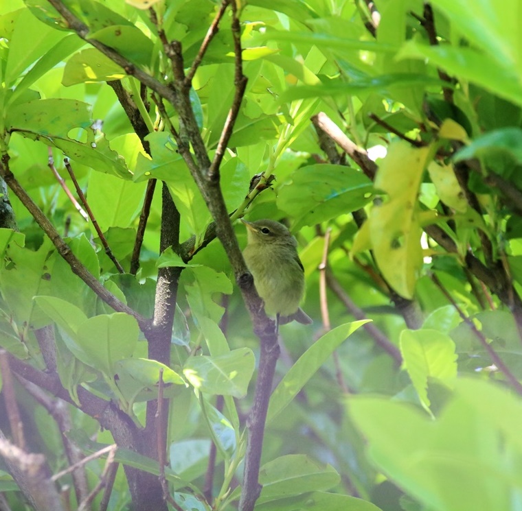Pouillot véloce jardin 22 Mai 2023.JPG