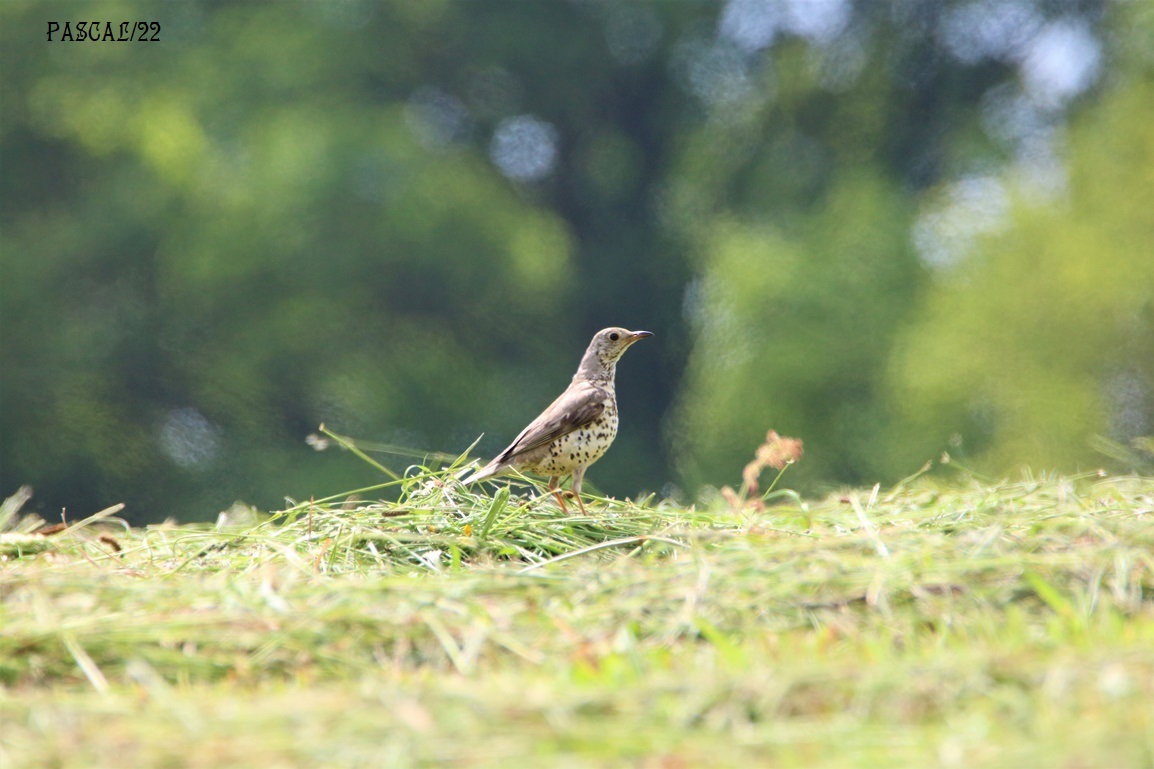Grive litorne Kersolec Vendredi 26 mai 2023.JPG