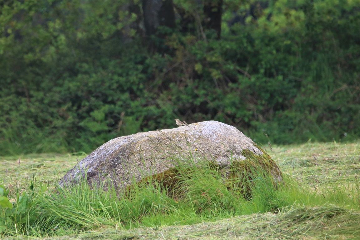 à identifier Kersolec Vendredi 26 Mai 2023.JPG