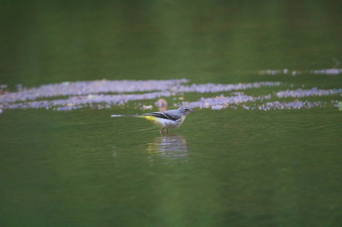 Bergeronnette des ruisseaux Kersolec Vendredi 26 Mai 2023 (1).JPG