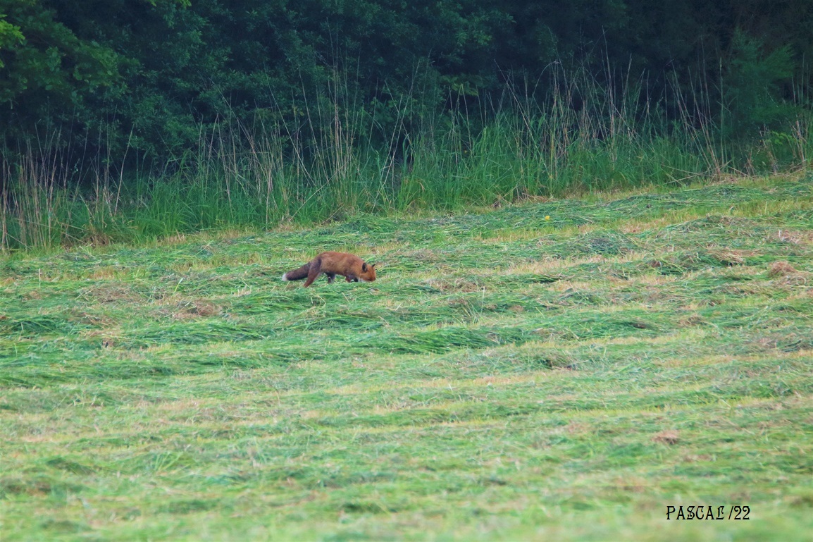 Renard roux Kersolec Vendredi 26 Mai 2023 (3).JPG