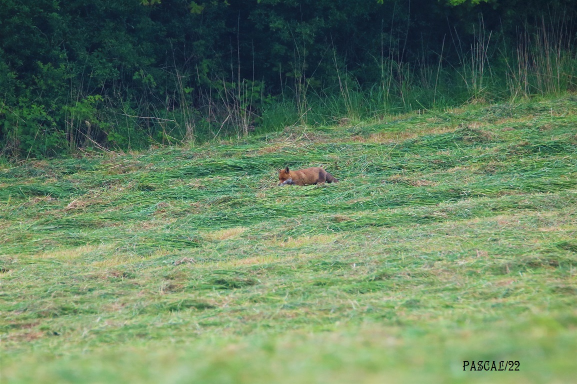 Renard roux Kersolec Vendredi 26 Mai 2023 (4).JPG