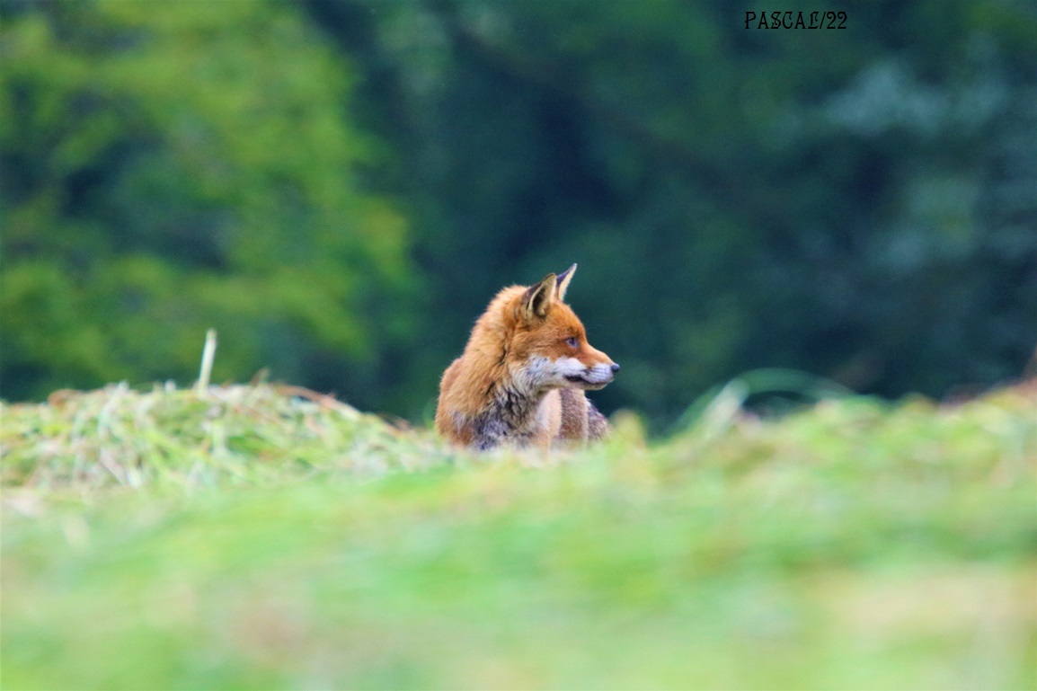 Renard roux Kersolec Vendredi 26 Mai 2023 (1).JPG