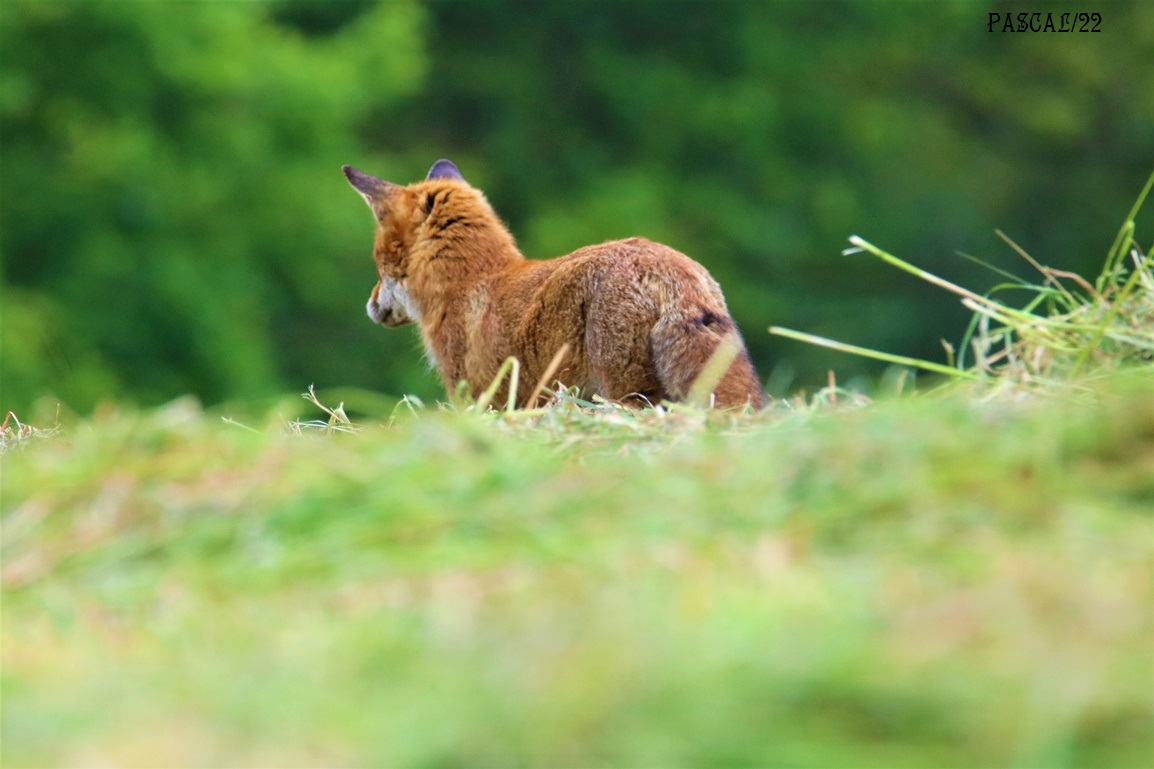 Renard roux Kersolec Vendredi 26 Mai 2023 (2).JPG